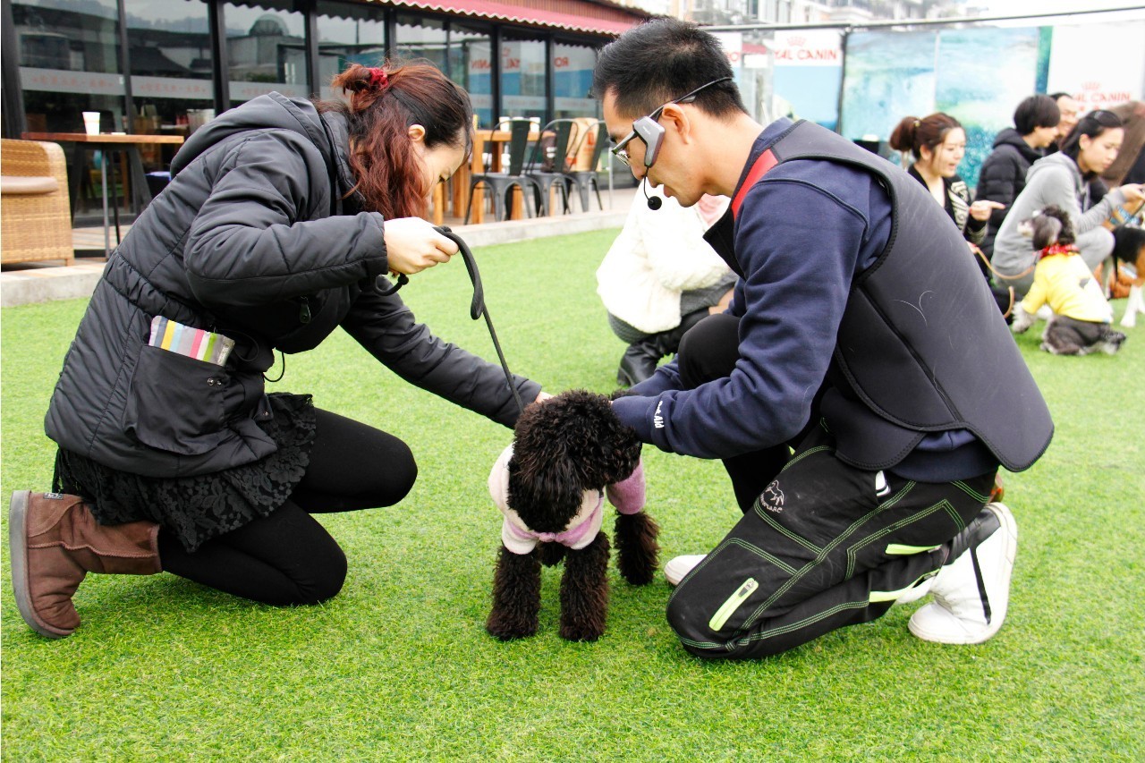 中国优达宠物培训学校