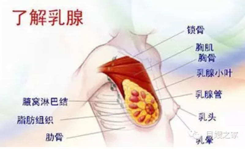 石景山區(qū)最好的催乳師培訓(xùn)學(xué)校