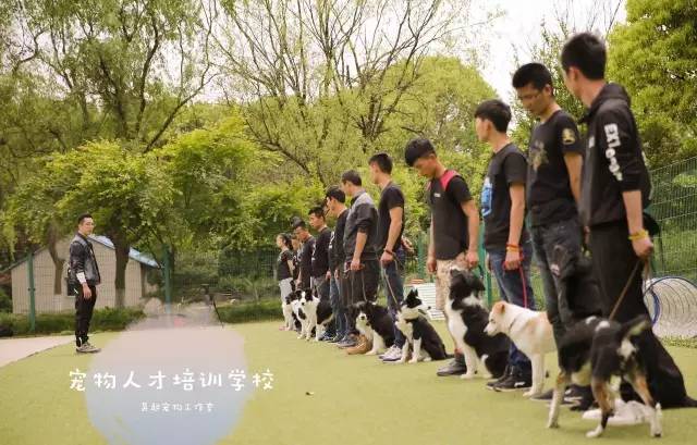 训犬师培训课程初级