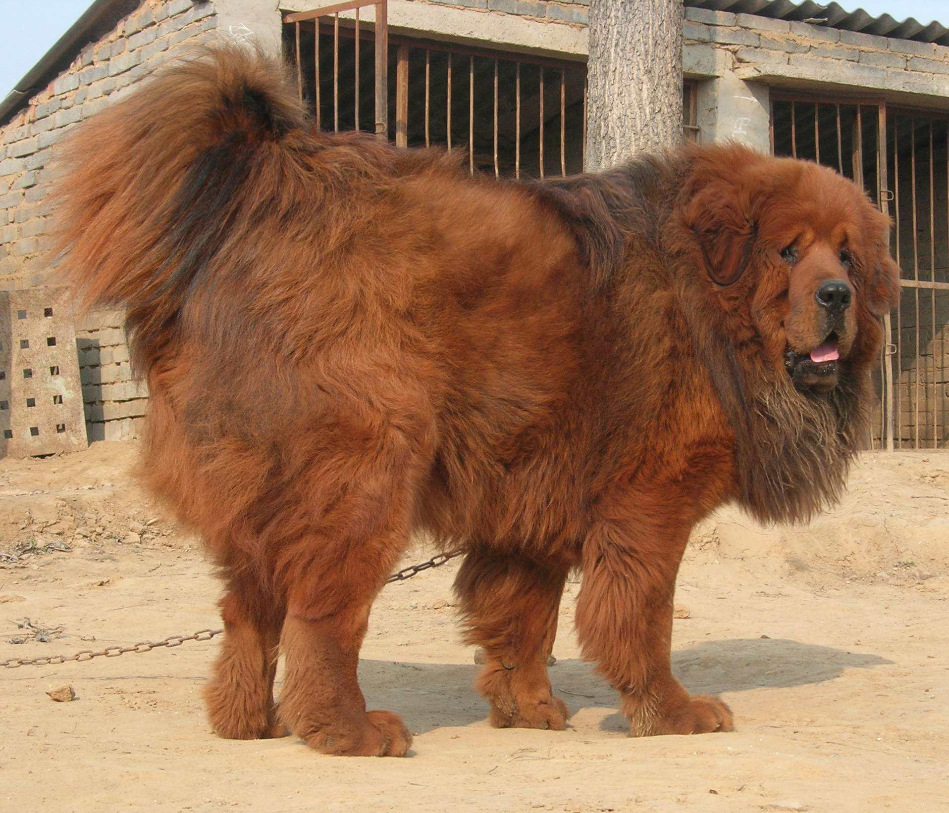 鬼獒是什么 鬼獒其實(shí)就是藏獒的亞種的產(chǎn)物