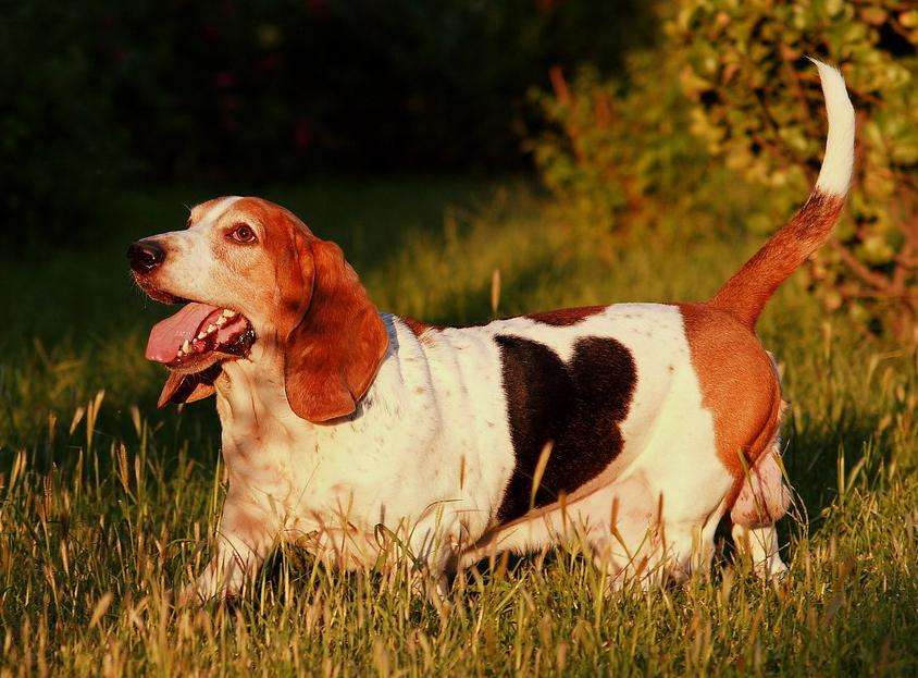 巴吉度獵犬與比格區(qū)別