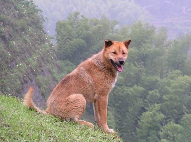 你知道中華田園犬嗎？