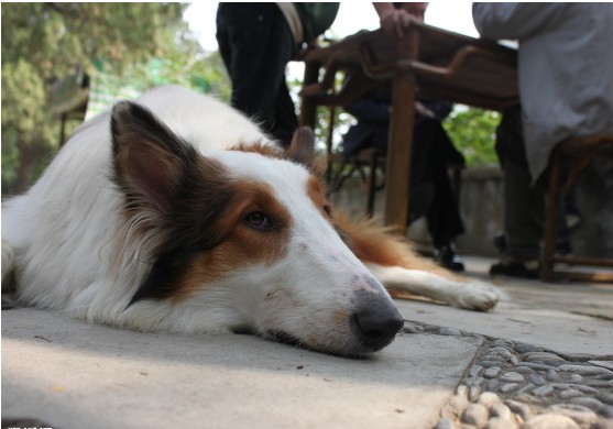 蘇牧犬感冒了該怎么辦