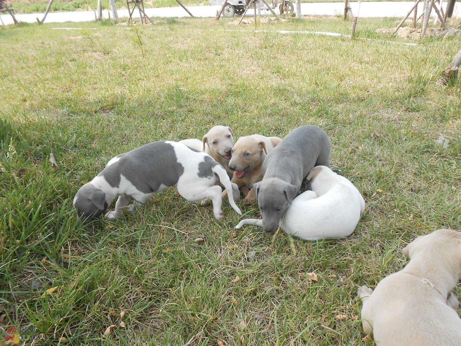 怎么挑選惠比特幼犬 如何去挑選惠比特幼犬