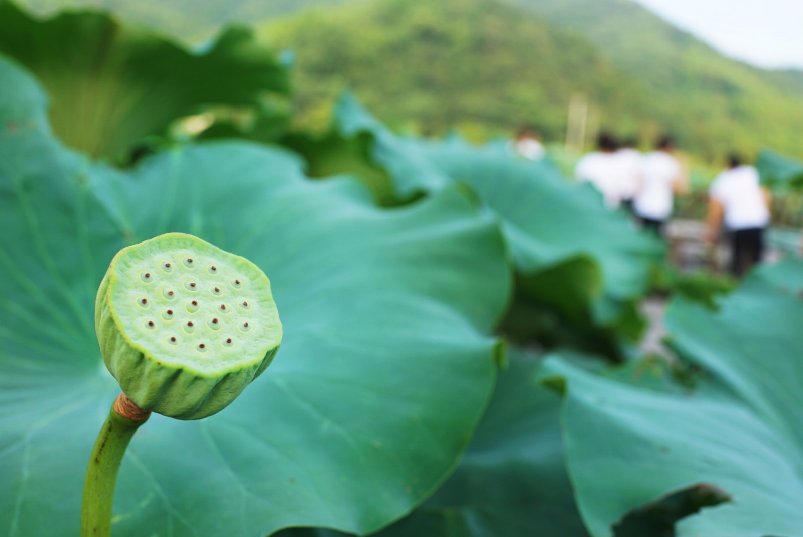 靜園瑜伽教練學(xué)院 學(xué)員畢業(yè)風(fēng)采